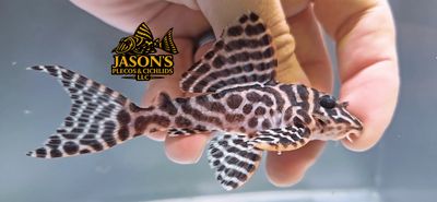 L333 King Tiger Pleco/Maze Zebra Pleco - (Hypancistrus Seideli)