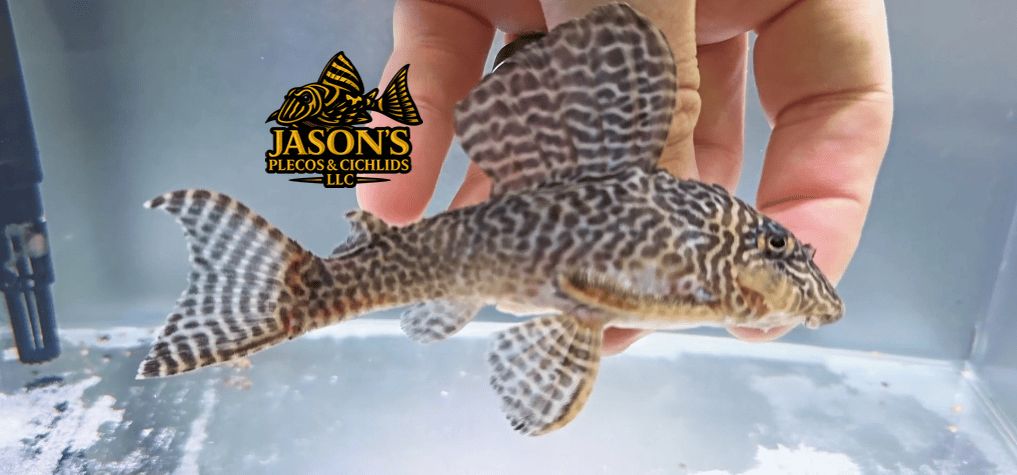 L333 King Tiger Pleco/Maze Zebra Pleco - (Hypancistrus Seideli)