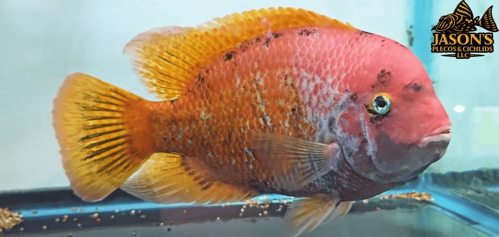 Marbled Fenestratus - (Vieja fenestrata)