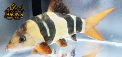 Clown Loach - (Chromobotia macracanthus)