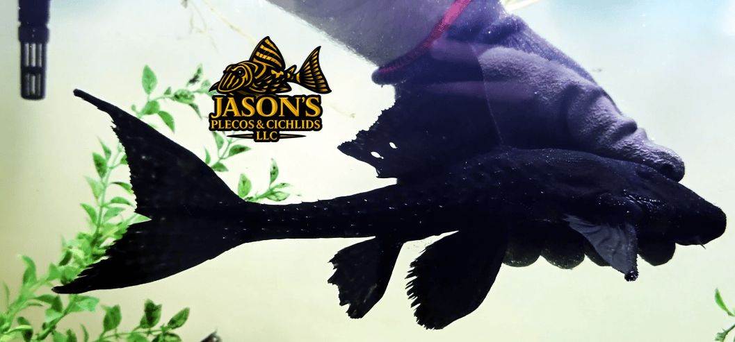 Polka Dot Lyre Tail Pleco - (Acanthicus adonis)