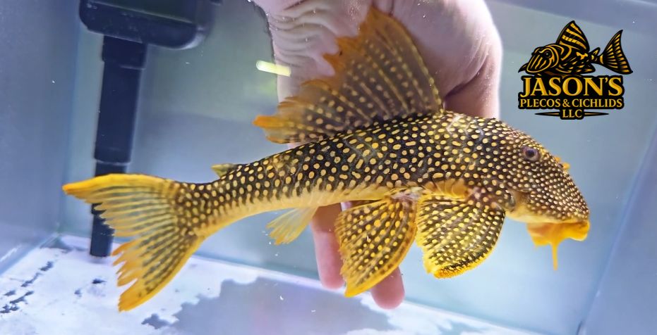 L014 Sunshine Pleco/Goldie Pleco - (Scobinancistrus aureatus)