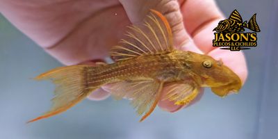 L024 Red Fin Cactus Pleco - (Pseudacanthicus pitanga)