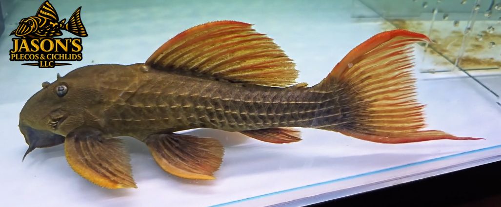 L024 Red Fin Cactus Pleco - (Pseudacanthicus pitanga) Super Red