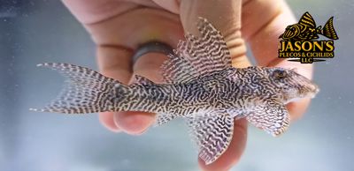 L260 Queen Arabesque Pleco - (Hypancistrus sp.)