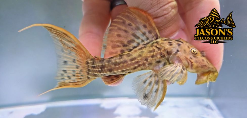 L025 Scarlet Cactus Pleco - (Pseudacanthicus pirarara)