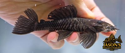 L034 Medusa Pleco - (Ancistrus ranunculus)