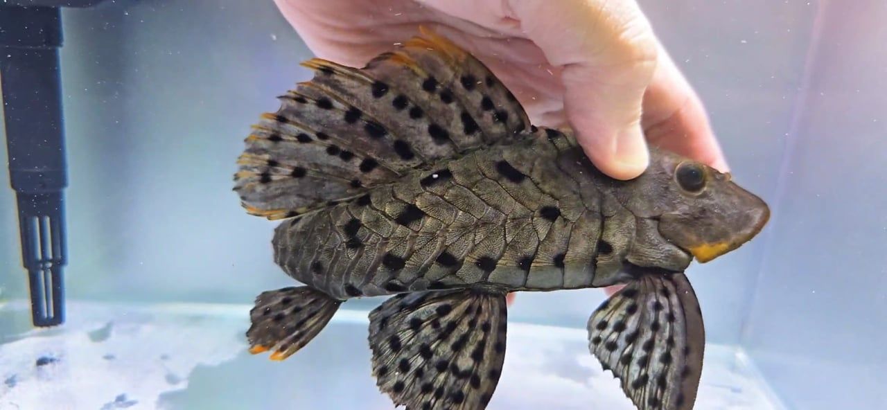 L095 Orange Cheek Pinecone Pleco For Sale Online