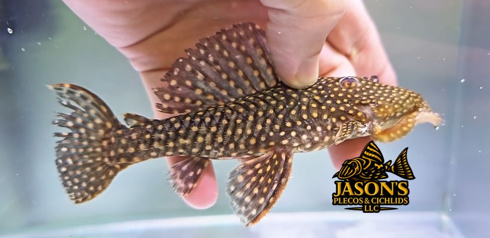 L029 Galaxy Pleco - (Leporacanthicus galaxias)