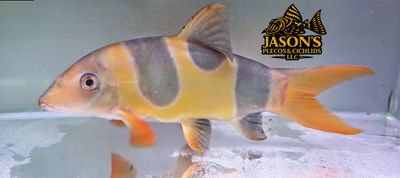 Clown Loach - (Chromobotia macracanthus)