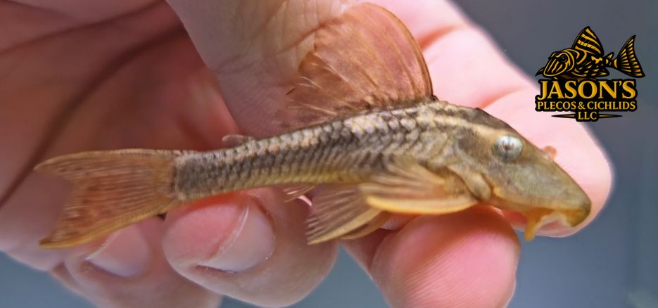 L137 Blue Eyed Red Fin Pleco - (Hypostomus soniae)