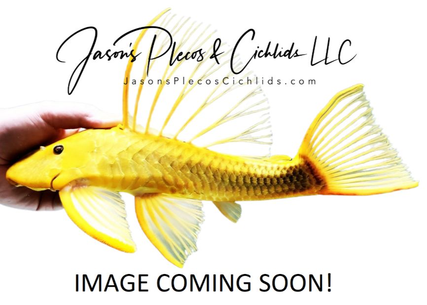 Hoplisoma sp. (Cw217)