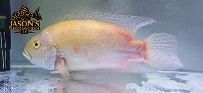 Leucistic Jack Dempsey - (Rocio octofasciata)