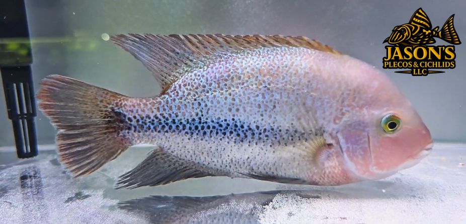 Pink Fenestratus Cichlid - (Vieja Fenestratus)