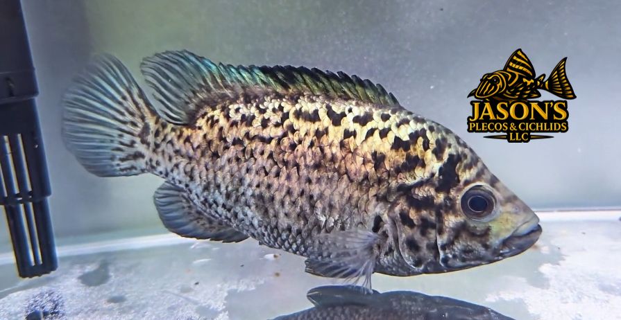 Cuban Cichlid - (Nandopsis tetracanthus)
