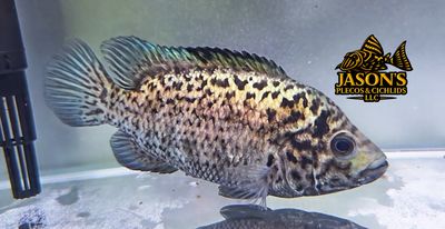 Cuban Cichlid - (Nandopsis tetracanthus)