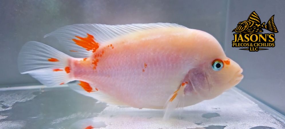 Red Devil Cichlid/Midas Cichlid/Midevil Cichlid - (Amphilophus Citrinellus)