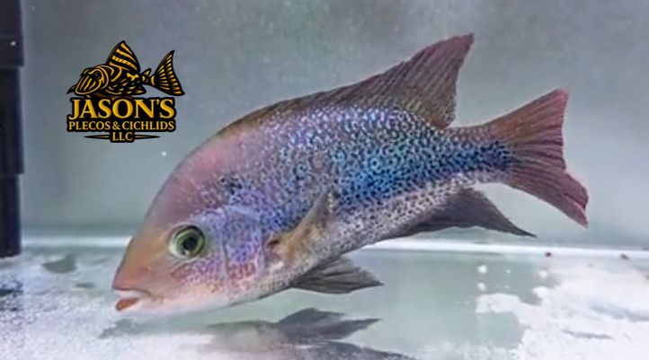 Pink Fenestratus Cichlid - (Vieja Fenestratus)