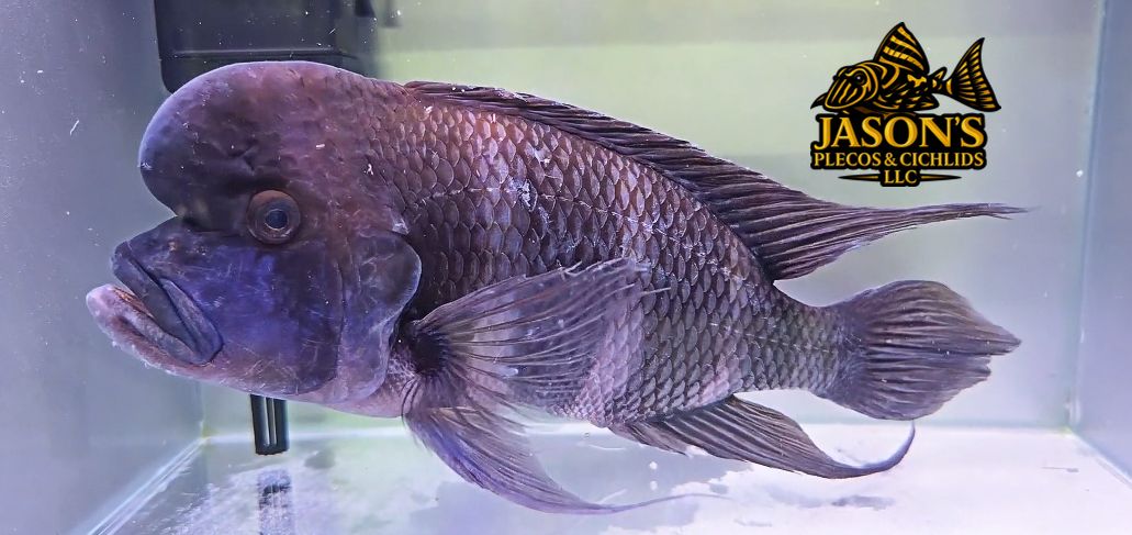 Frontosa Cichlid/Humphead Cichlid - (Cyphotilapia frontosa)