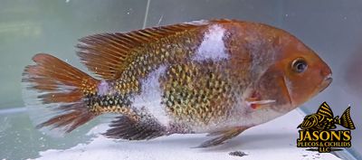 Marbled Fenestratus - (Vieja fenestrata)