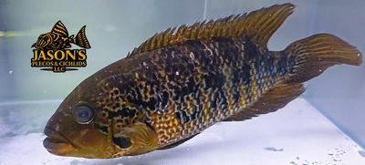 Red Tiger Motaguense - (Parachromis motaguensis) Red Tiger Motaguense - (Parachromis motaguensis)