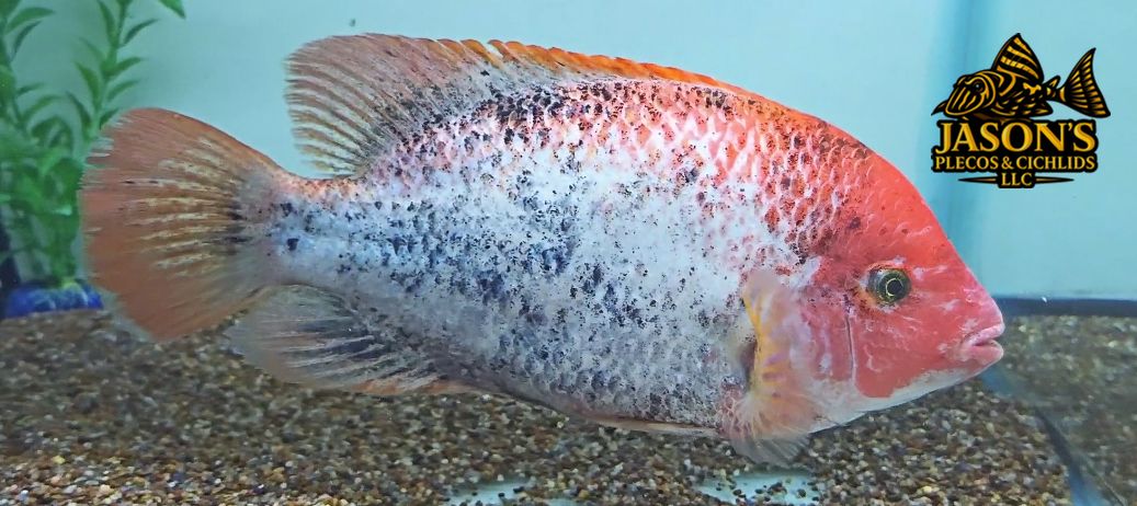 Pink Fenestratus Cichlid - (Vieja Fenestratus)