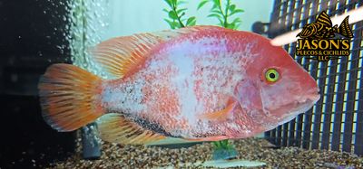 Pink Fenestratus Cichlid - (Vieja Fenestratus) Pink Fenestratus Cichlid - (Vieja Fenestratus)