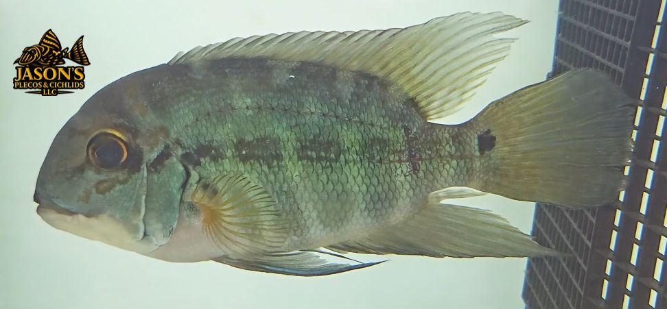 True Parrot Cichlid - (Hoplarchus psittacus)