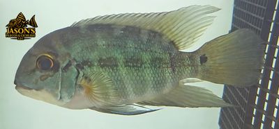 True Parrot Cichlid - (Hoplarchus psittacus) True Parrot Cichlid - (Hoplarchus psittacus)