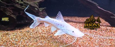 Piraiba Catfish - (Brachyplatystoma filamentosum) Brazil