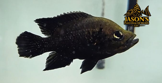 Polleni Cichlid/Starry Night Cichlid - (Paratilapia polleni)