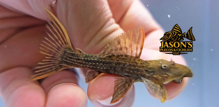 L024 Red Fin Cactus Pleco - (Pseudacanthicus pitanga)