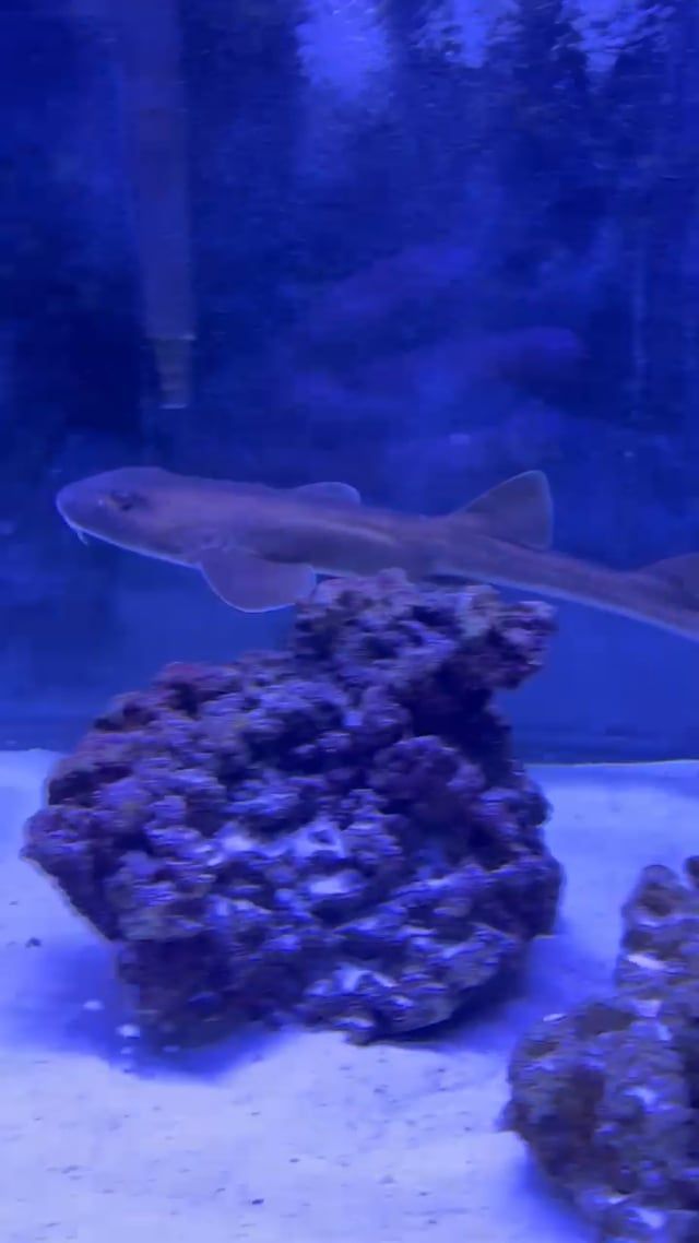 Brown Banded Bamboo Shark - (Chiloscyllium punctatum)