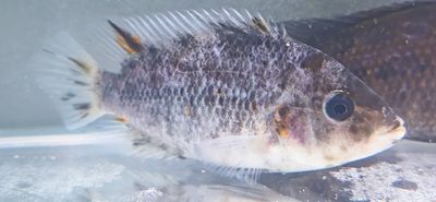 Fenestratus x Friedrichsthalii Hybrid