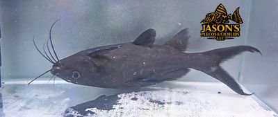 Burmese Upside Down Catfish - (Mystus leucophasus) Burmese Upside Down Catfish - (Mystus leucophasus)