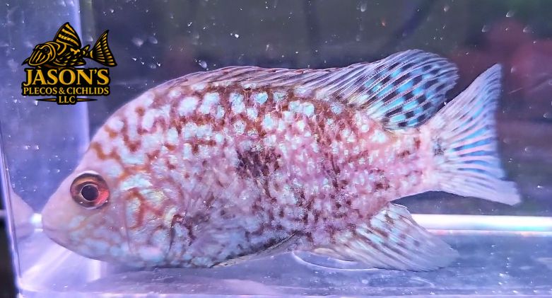 Electric Blue Texas Cichlid - (Herichthys carpintis)