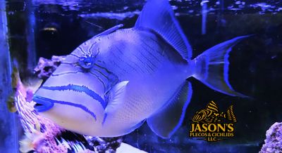 Queen Triggerfish – (Balistes Vetula) Queen Triggerfish – (Balistes Vetula)