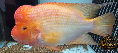 Red Devil Cichlid/Midas Cichlid/Midevil Cichlid - (Amphilophus Citrinellus) Red Devil Cichlid/Midas Cichlid/Midevil Cichlid - (Amphilophus Citrinellus)
