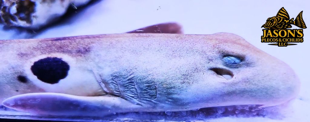 Epaulette Shark - (Hemiscyllium ocellatum)