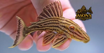 L027 Xingu Royal Pleco - (Panaque cf. armbrusteri xingu)