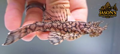 L519 Honeycomb Bristlenose - (Ancistrus sp.)