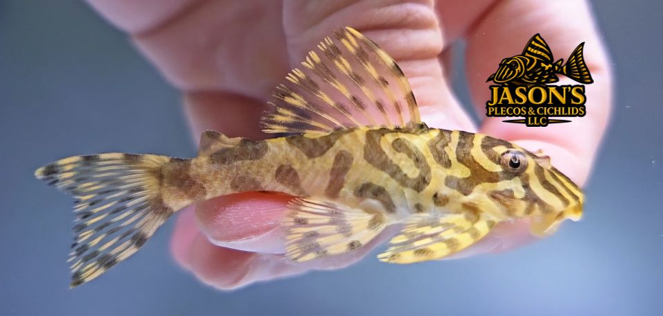 L134 Leopard Frog Pleco - (Peckoltia compta)