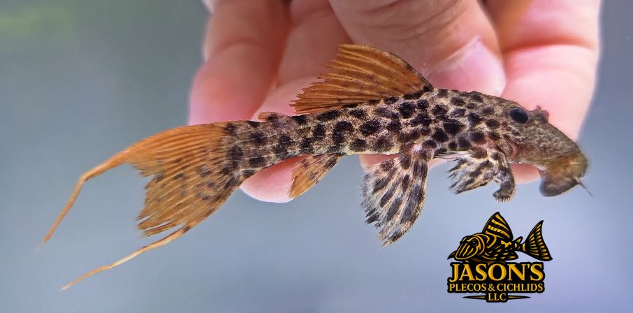 L273 Titanicus Pleco - (Pseudacanthicus sp.)