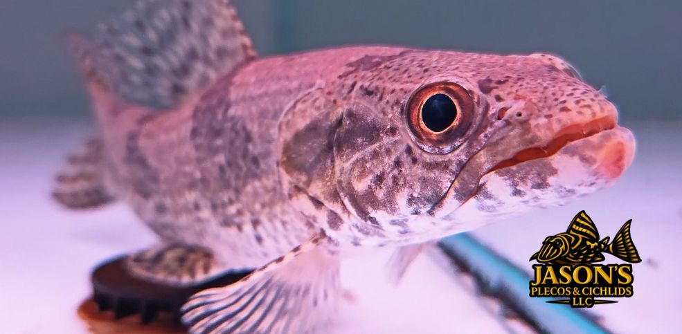 Wolf Fish - (Hoplias aimara)