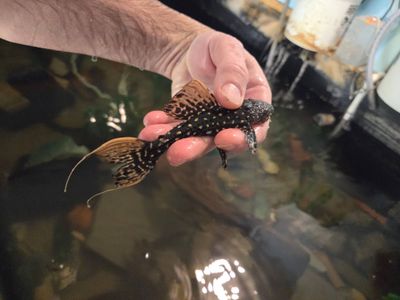LDA105 Typhoon Pleco/Fire Spot Cactus Pleco - (Pseudacanthicus sp.)