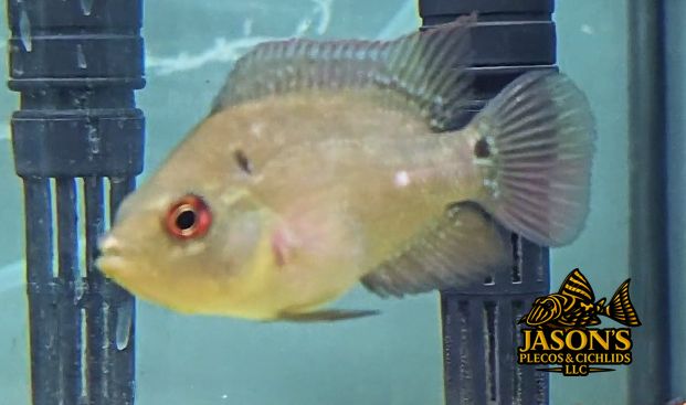 Trimac Cichlid/Three Spot Cichlid - (Amphilophus Trimaculatus)