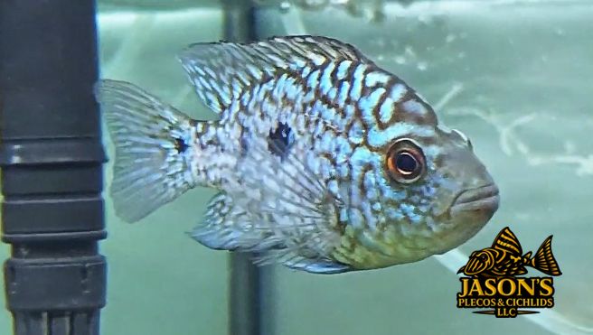 Electric Blue Texas Cichlid - (Herichthys carpintis)