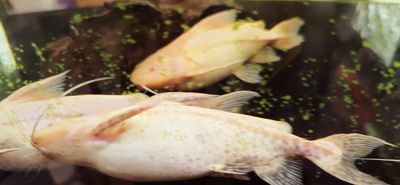 Dirty Albino Granulated Catfish - (Pterodoras granulosus)