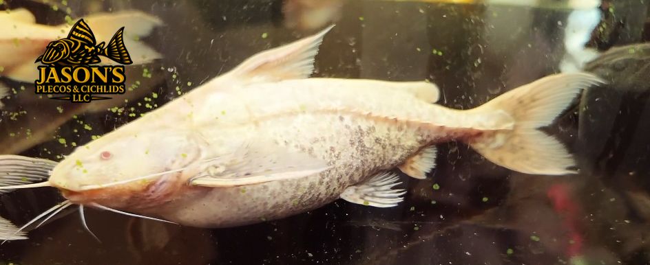 Dirty Albino Granulated Catfish - (Pterodoras granulosus)