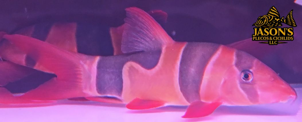 Clown Loach - (Chromobotia macracanthus)